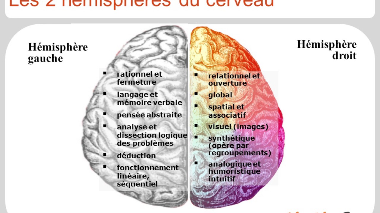 Cerveau créatif : comprendre et stimuler sa créativité